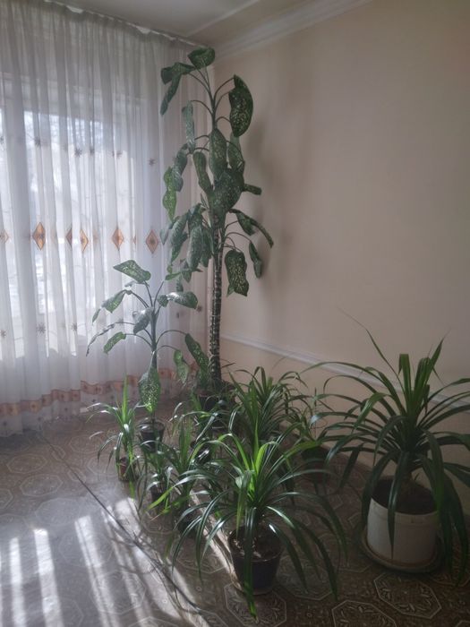 Уй гуллари хаммасига 150$