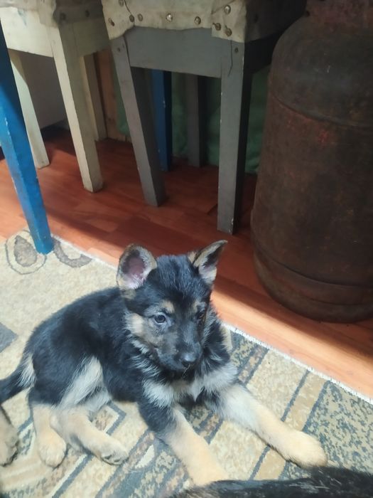 Чистокровные немчата девочки