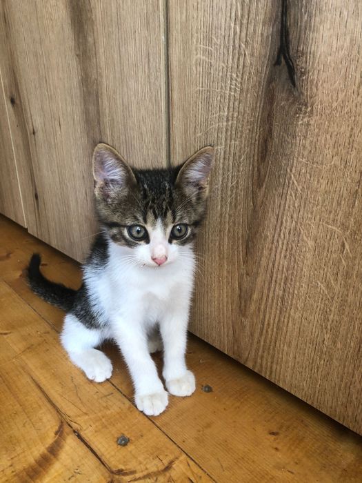 Pisici spre adoptie in Crevedia, in apropiere de Bucuresti, ii putem aduce si acasa.