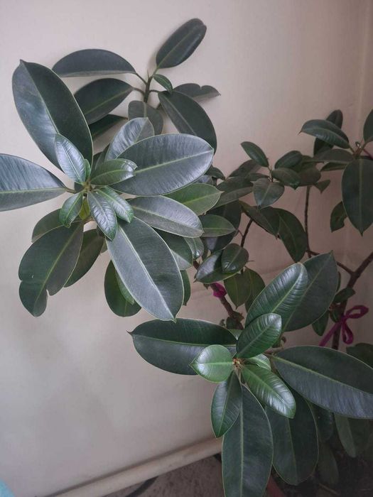 Продам фикус каучуконосный