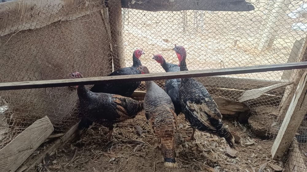 Индуктер еркек ұрғашы