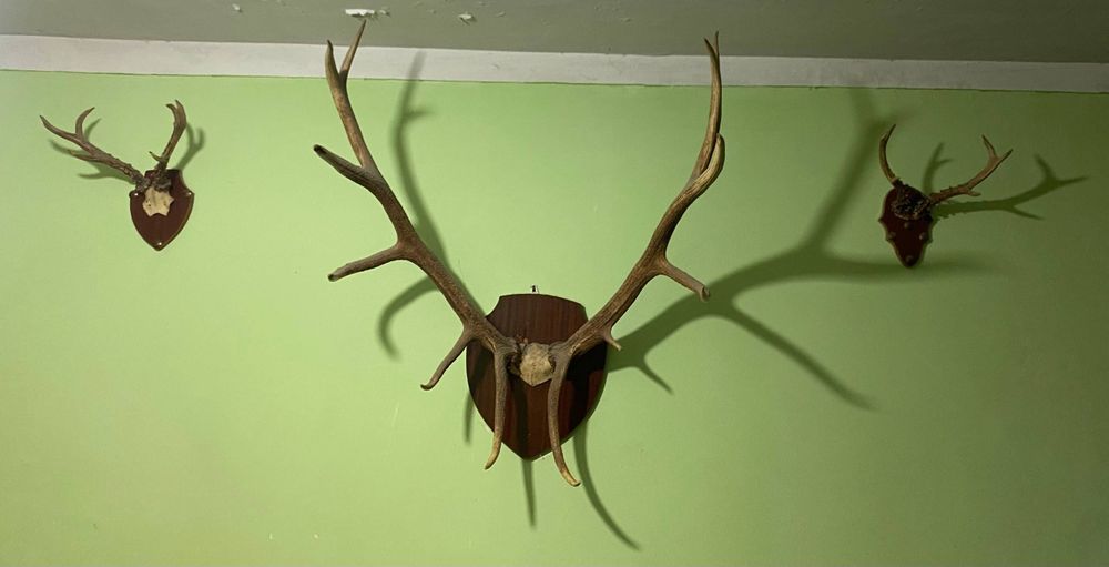 Натуральный кийикди шохи