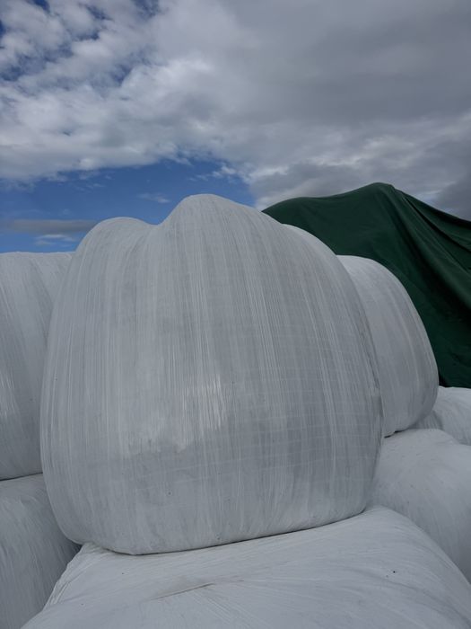 Baloti lucerna infoliati coasa 4