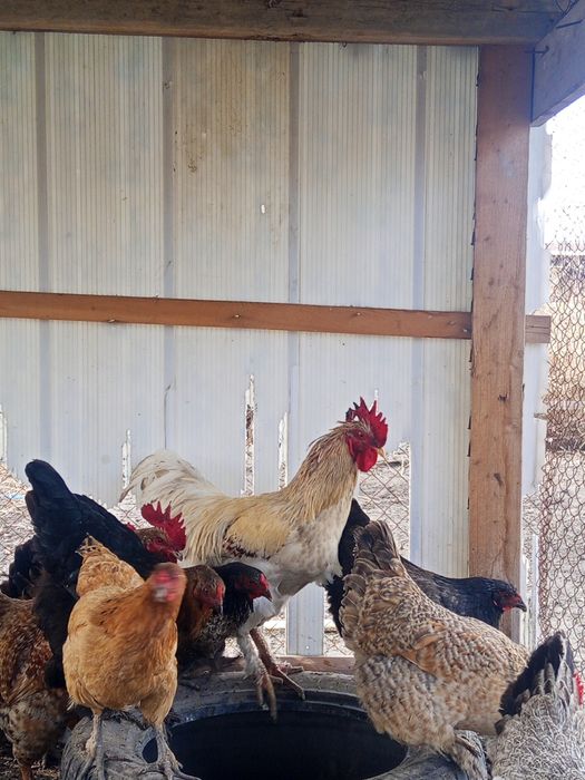 Продам Петух 10 месяц была