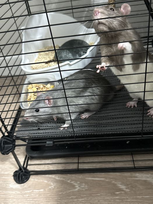 Декоративные крысы