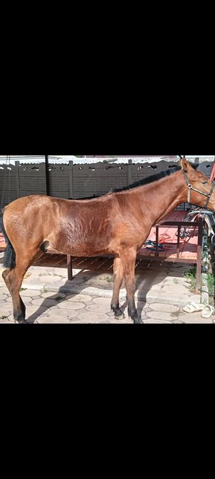 Минги ири тай сатылады