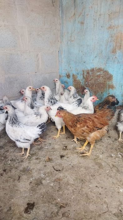 Продам куры домашние