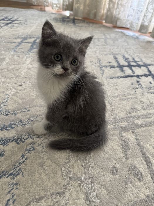 Скотш страйт сотилади 2ойлик киз бола