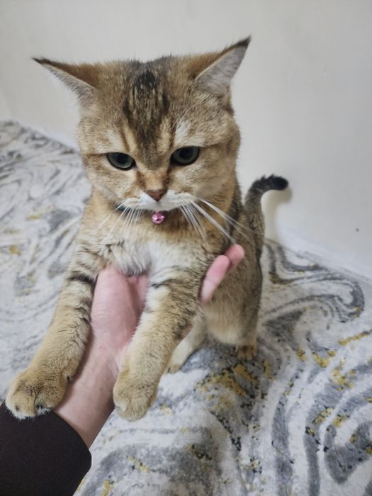 Вязка Vyazka Britanskiy shinshilla Toza qon