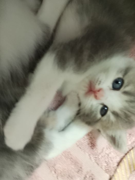 Продаются очаровательные котята