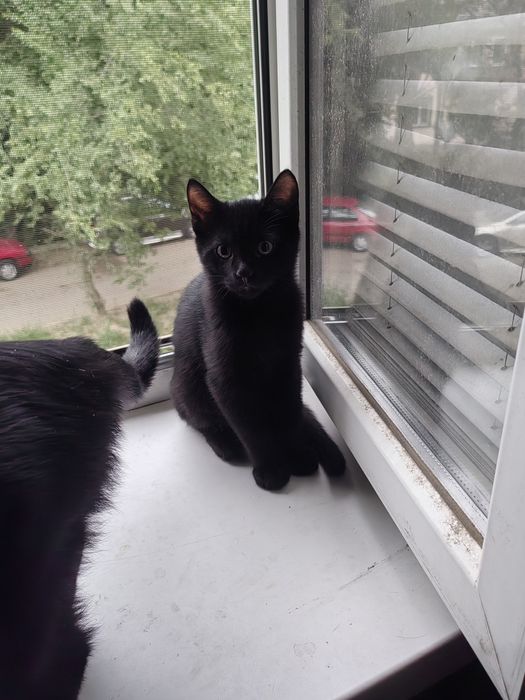 Отдам котёнка в хорошие руки