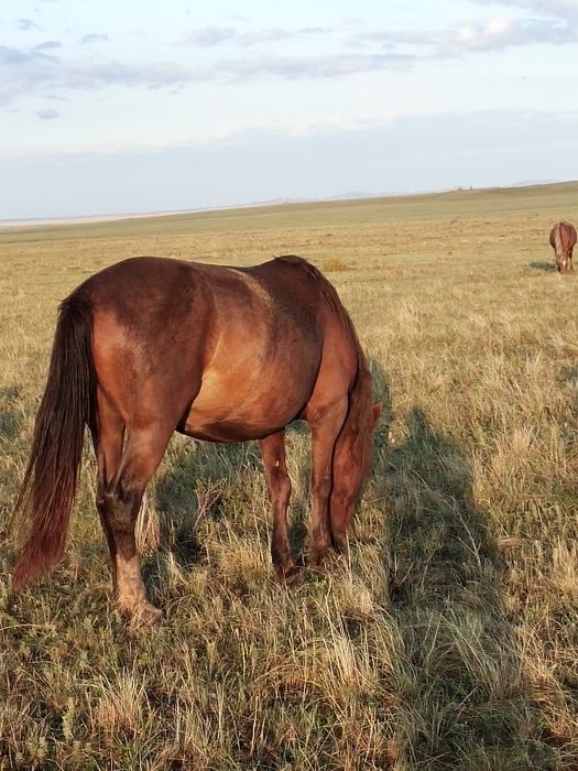 Продам кобылу жирную