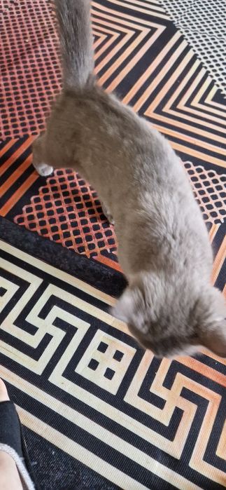Котёнок британец