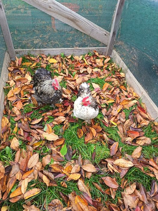 Gaini de Cochinchina pitic