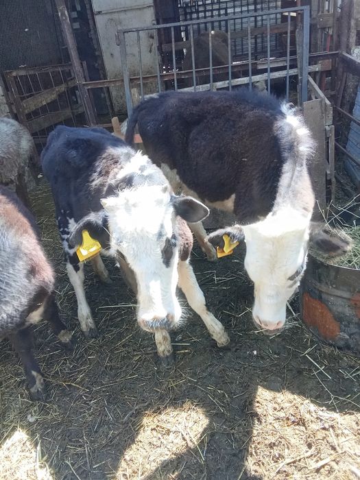 Телята 8- месяцев