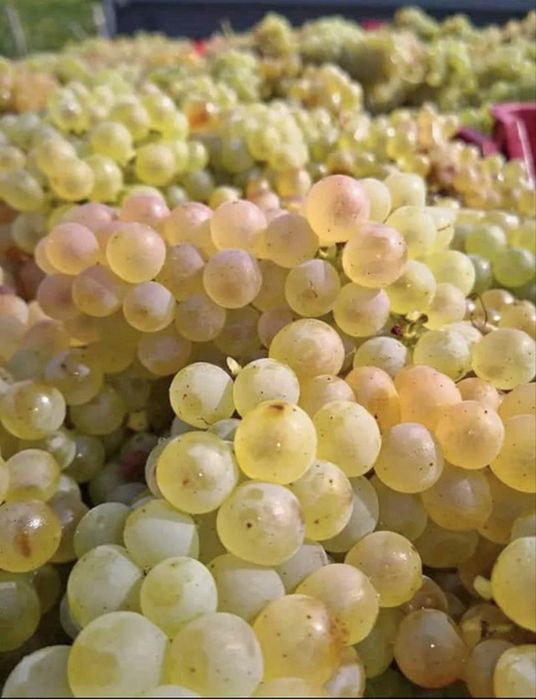 Struguri pentru vin