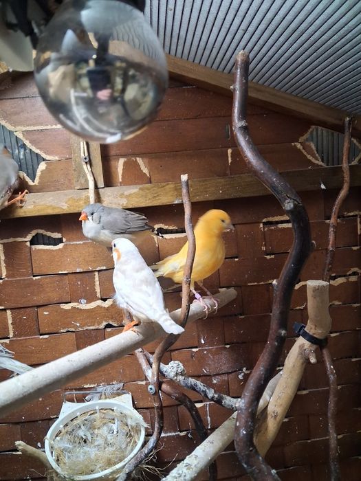 Canari si zebre de vanzare