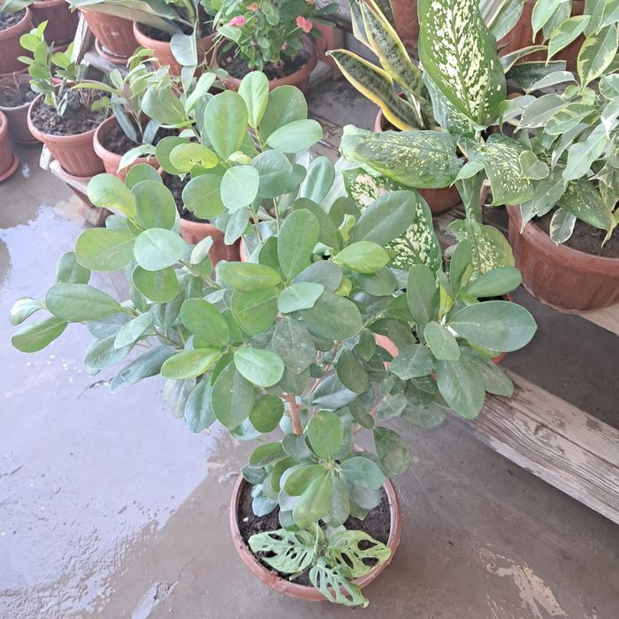 Домашние цветы Мырзакент