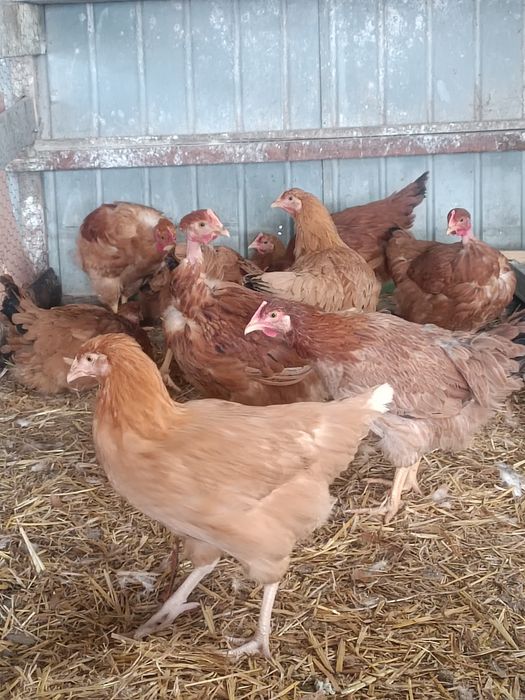 Puicuțe rasă mixta tinere