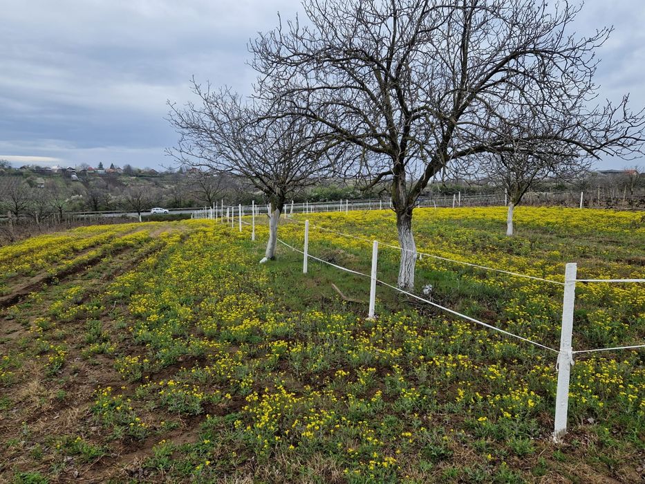 Inchiriez sau vand  4400mp  teren la 8km de craiova