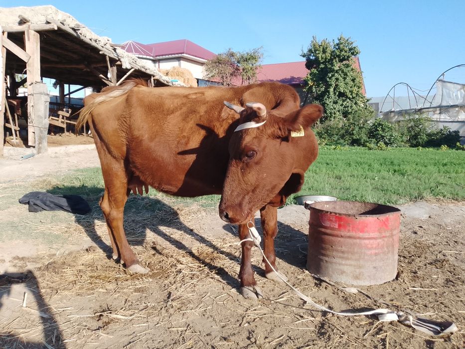 Ona bola sigir kafolati bilan