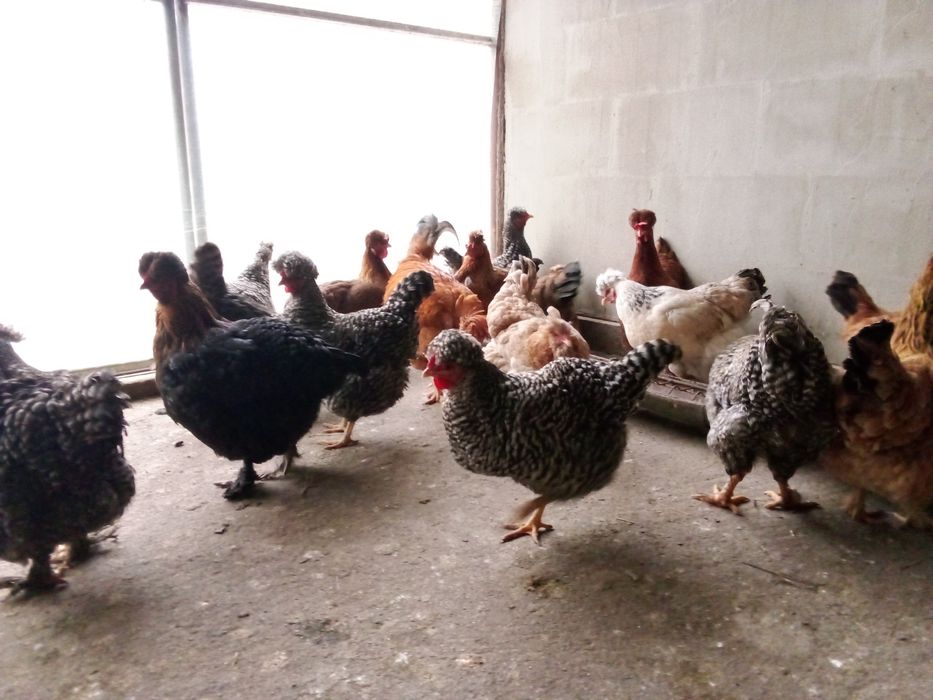 Pui,oua  pentru incubat gaini de rasa