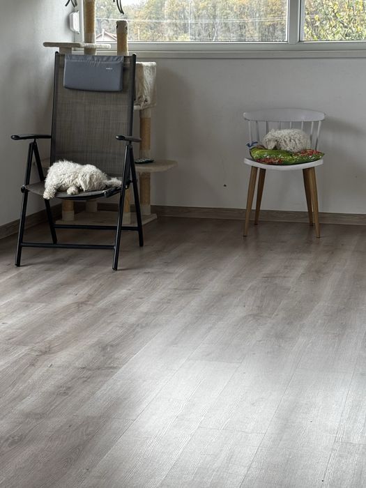 Cazare animale companie