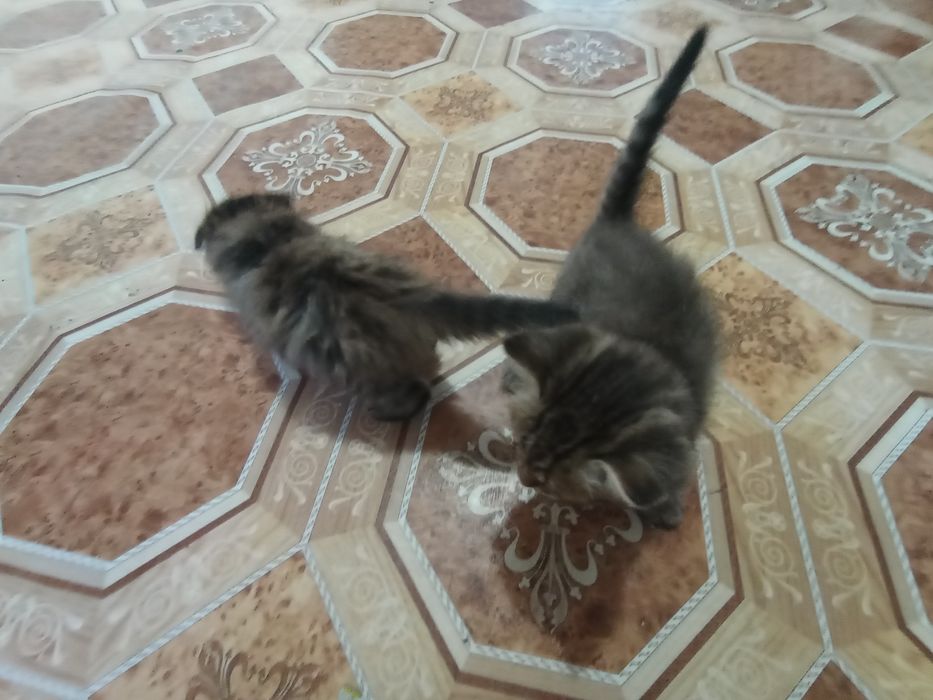 Екі марғау бірге сатылады