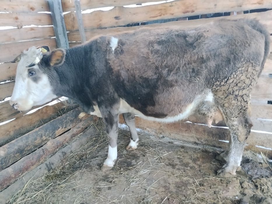 Продам корову на согым