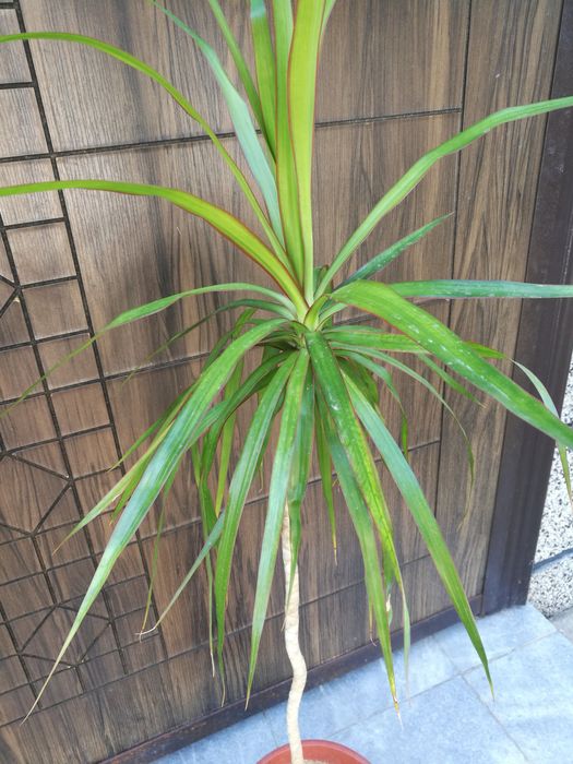 китайска роза ,  драцена по 1 метър високи