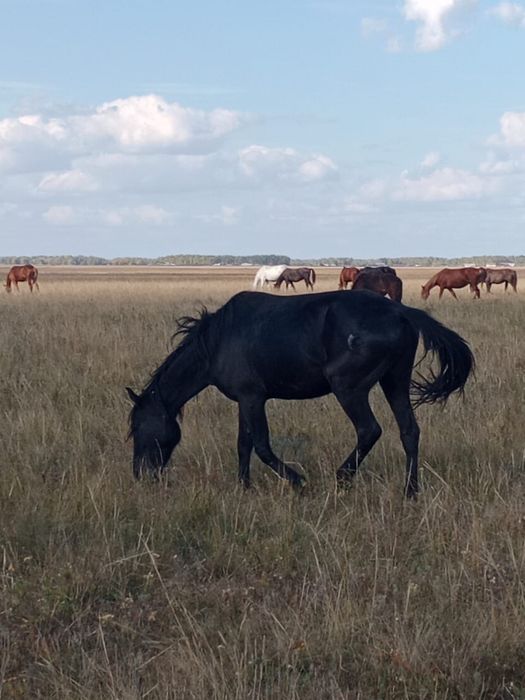 Продам кобылу 4,5 года