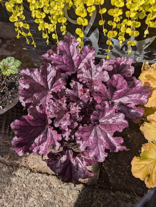 Гейхеры многолетние растения