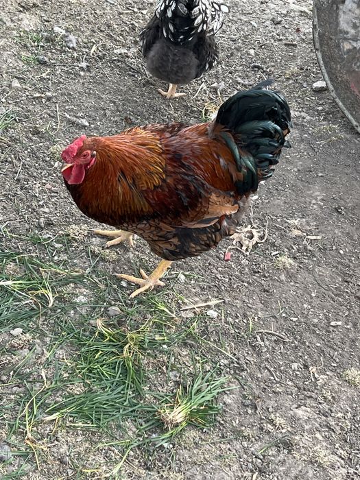 Cocos viandut original