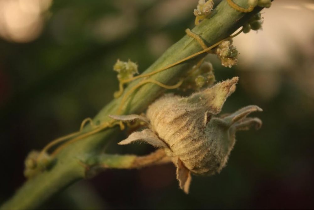Canon 600d продаю