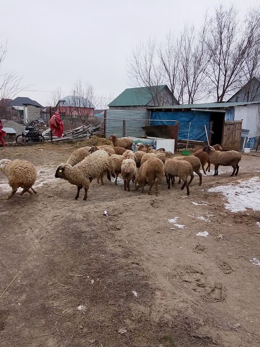 Семиз Токтылар сатылады