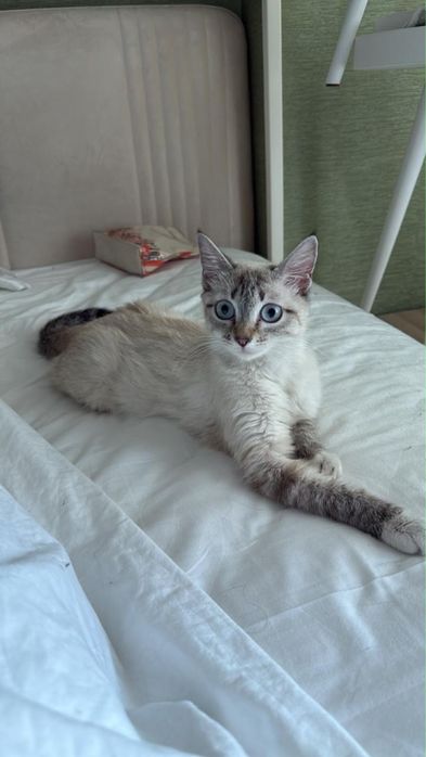 Кошка блю-поинт отдалим в добрые руки