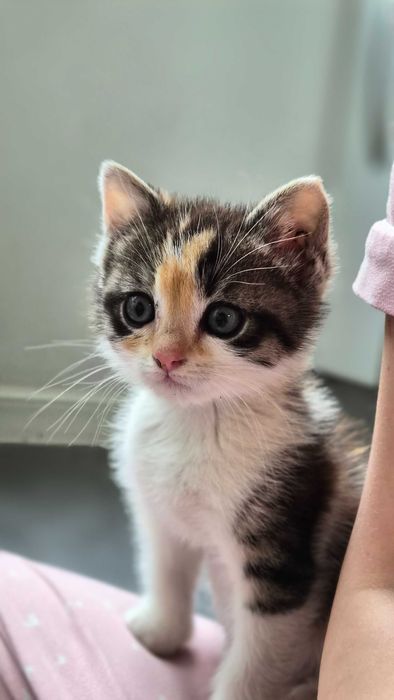 Коте момиченце на 2 месеца