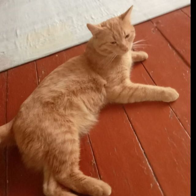 Домашний котик ищет добрые ручки