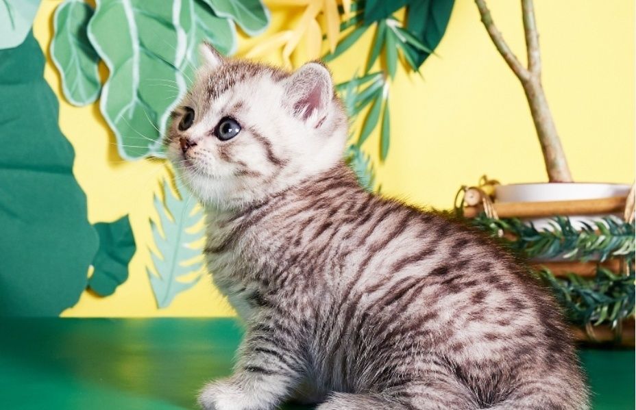 Котята шиншиллы вискас девочки и мальчики