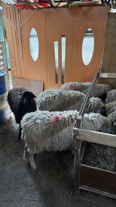 Қой тақты қошқар.