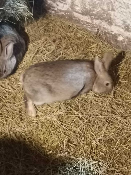 Продаю кроликов..