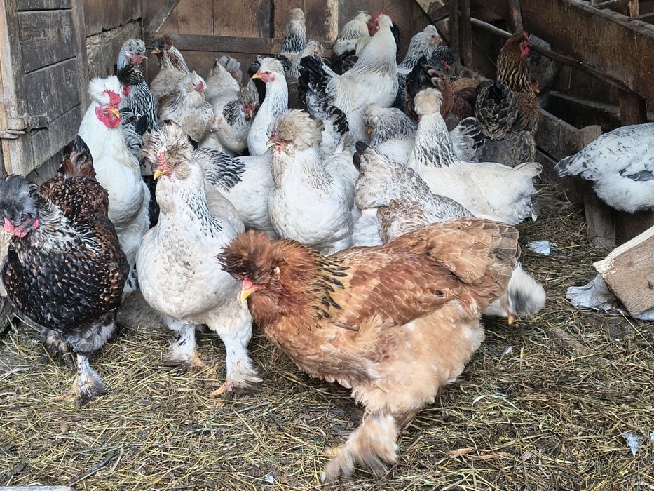 Ouă pentru incubat, găini moțate și bărboase.gainile sunt vaccinate.