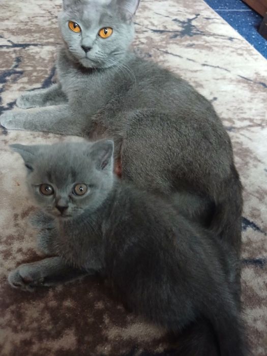Британски котки чистокръвни