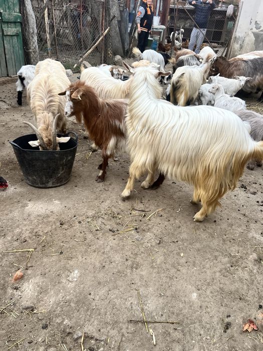 Tap noatin /de carne sau monta