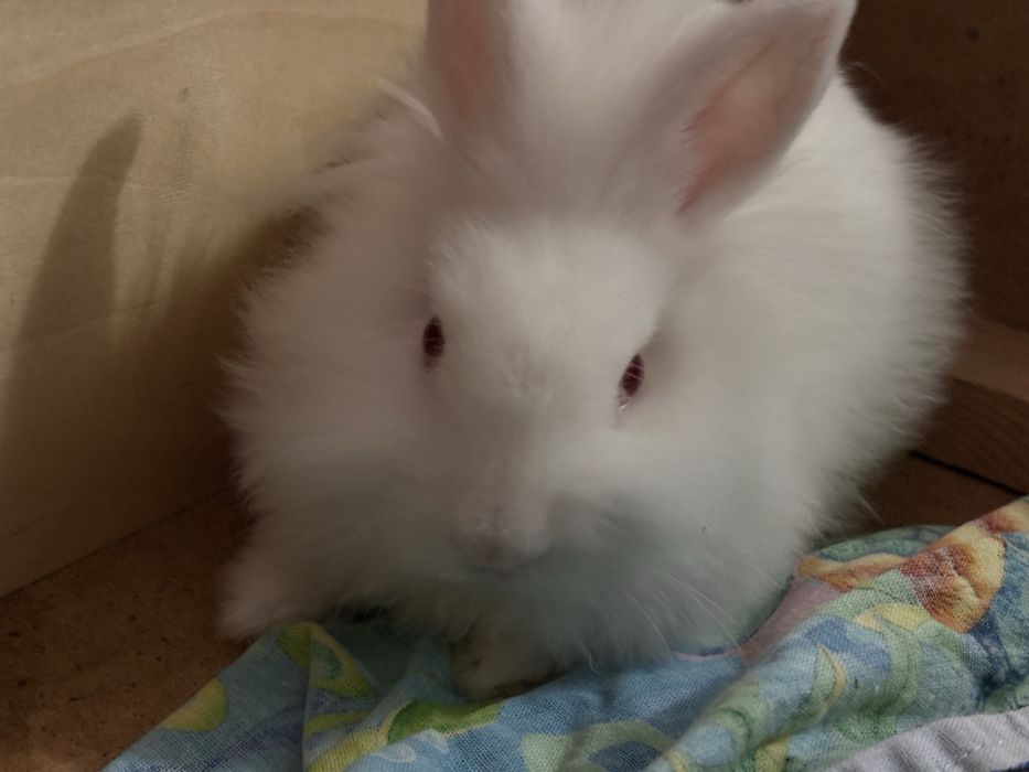 Карликовый кролик