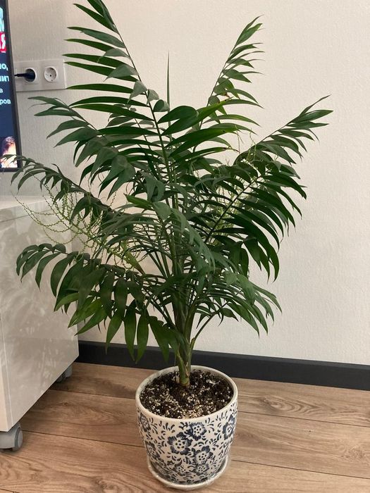 Продам пальму Хамедорею