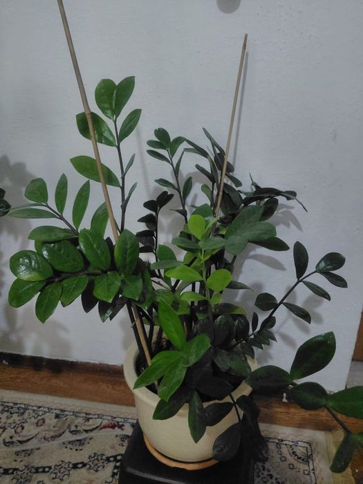 Продам цветы доллар Бенжамин