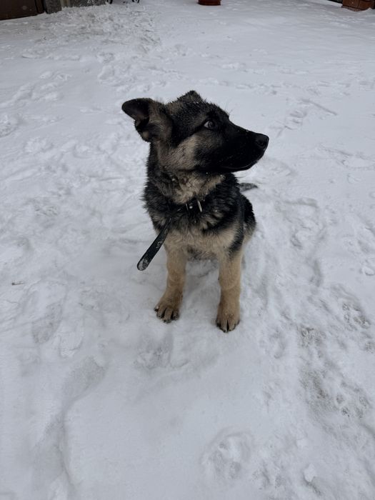 Продам щенка ВЕО