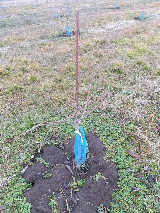 Tăieri pomi, arbuști, plante ornamentale