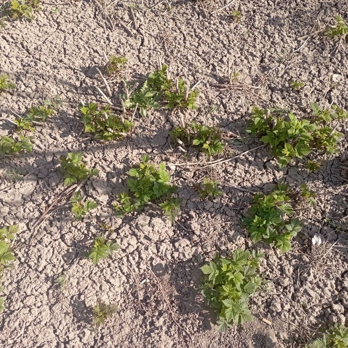 Саженцы малины ремонтантной